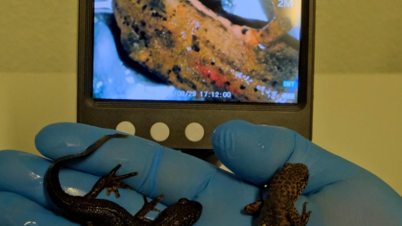 Ormanya’da endemik semender türleri keşfedildi