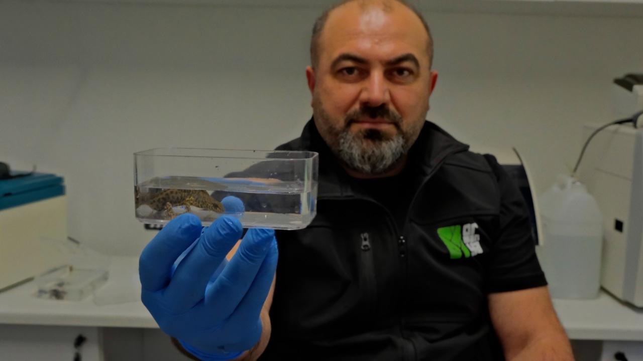 Ormanya'da endemik semender türlerinin keşfedildiği duyuruldu