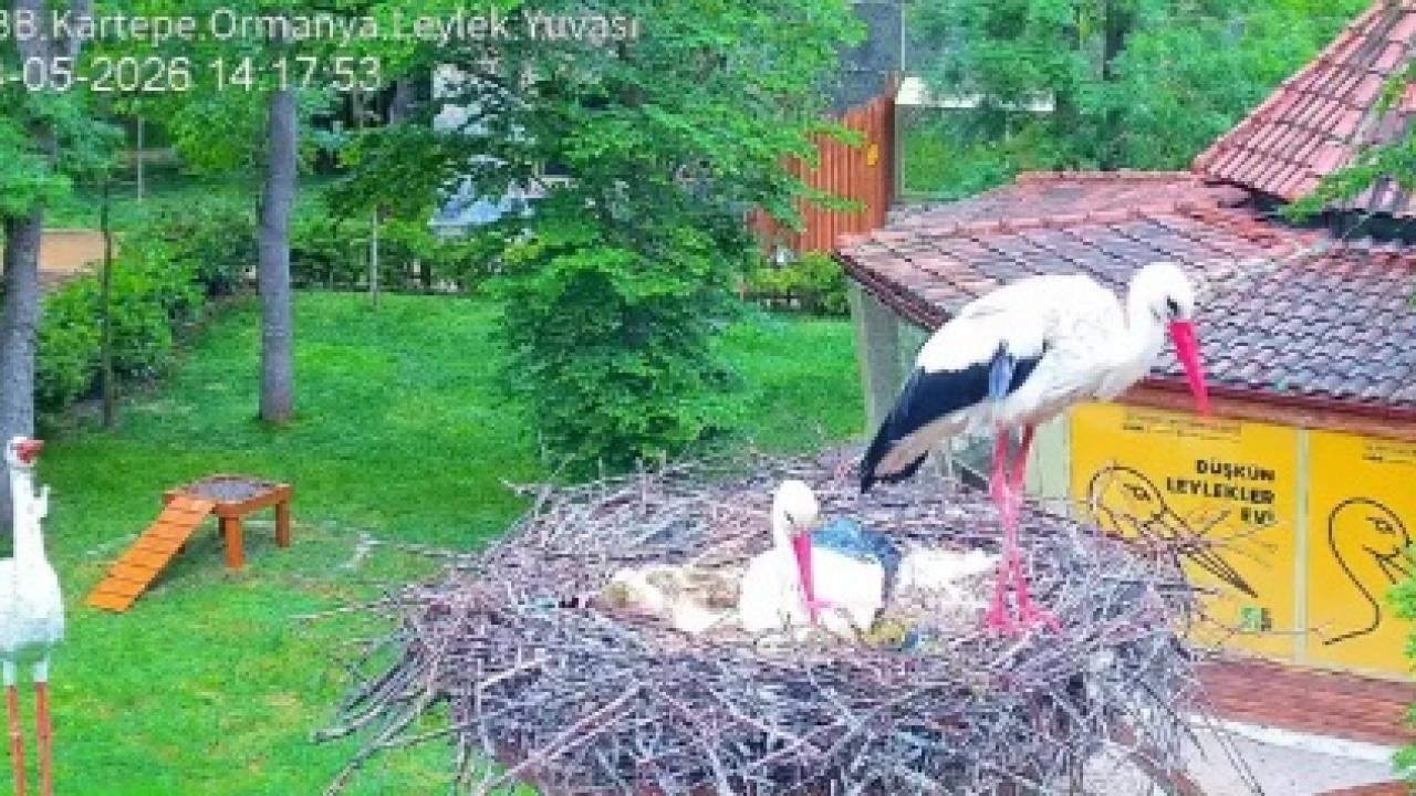 Tedavi edilen leylek çifti yuva kurdu