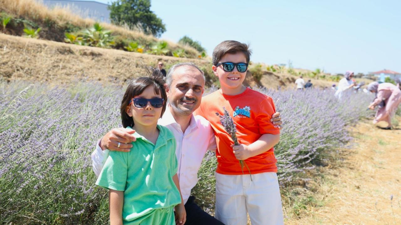 Çayırova’da lavanta hasadı zamanı